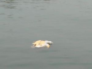 Penyu Mati Ditemukan Mengapung di Laut Bojonegara Serang