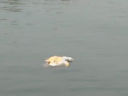 Penyu Mati Ditemukan Mengapung di Laut Bojonegara Serang