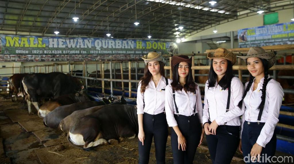 Berburu Hewan Kurban Bersama Para Cowgirl Cantik di Depok