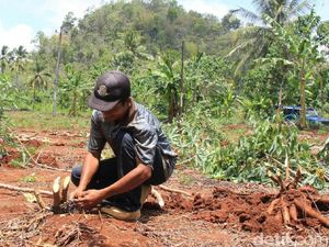 Produksi Singkong di Wonogiri Turun, Petani Pilih untuk Pakan Ternak Produksi Singkong di Wonogiri Turun, Petani Pilih untuk Pakan Ternak