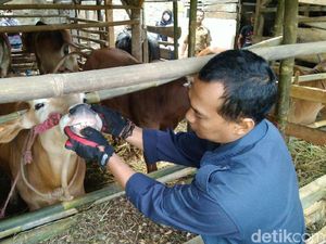 Petugas Temukan Puluhan Sapi Tak Layak Kurban di Ciamis
