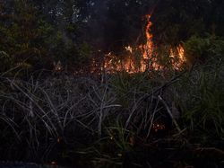 16 Alasan MA Hukum Rp 490 M ke Perusahaan Sawit Pembakar Hutan Riau 16 Alasan MA Hukum Rp 490 M ke Perusahaan Sawit Pembakar Hutan Riau