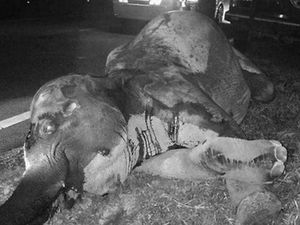 Mengenaskan! Gajah Betina Mati Tertabrak Truk di Jalanan Malaysia