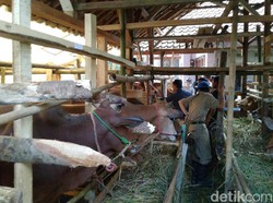 Sapi Ternak Bakal Ditempel Cip Agar Tak Disembelih Buat Kurban