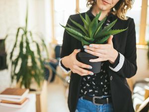 Polusi di Jakarta Makin Parah, Tangkal dengan 5 Tanaman Hias Ini