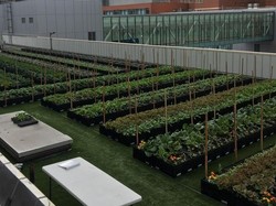 Keren! Rumah Sakit Ini Bikin Ladang Pertanian di Rooftop