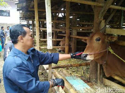 Duh, Puluhan Sapi Tak Layak Kurban Ditemukan Petugas di Ciamis