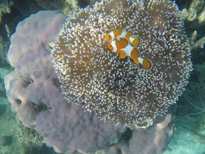 Foto: Bawah Laut Karimunjawa, Oke Juga Foto: Bawah Laut Karimunjawa, Oke Juga