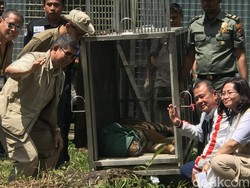 Video Momen Pelepasliaran Harimau Bonita & Atan ke Habitat Alaminya