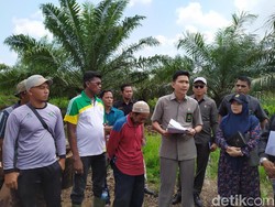 Digugat Warga soal Eksekusi Kallista Alam, Ini Kata KLHK