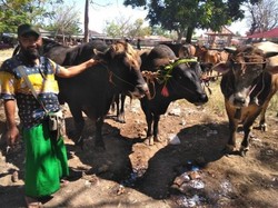 Potret Pasar Sapi Terbesar di Pulau Madura