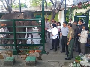 Risma Beri Nama Dumbo untuk Bayi Gajah KBS yang Baru Lahir