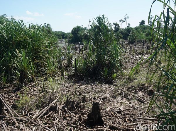 Foto: Sungai Purba Zaman Kenozoikum di Belitung