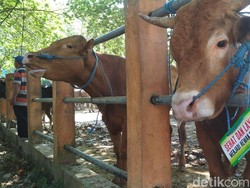 Jelang Idul Adha, Kiriman Ternak dari Blitar Naik Lima Kali Lipat