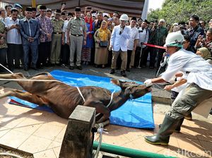 Anies Lepas Petugas Pemeriksa Hewan Kurban di Jakut