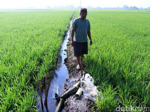 Amran Sebut Ada Mafia Data, Mentan Syahrul: Selesaikan di Lapangan