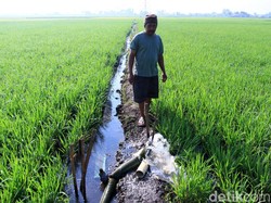 Amran Sebut Ada Mafia Data, Mentan Syahrul: Selesaikan di Lapangan