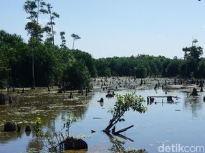 Jejak Geosite Sungai Purba di Negeri Laskar Pelangi