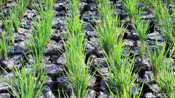 Potret Kekeringan Sawah di Kabupaten Bandung