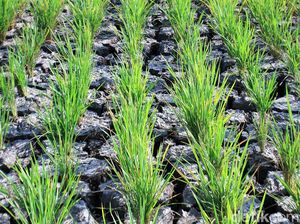 Kekeringan Ancam Sebagian Besar Wilayah Jabar