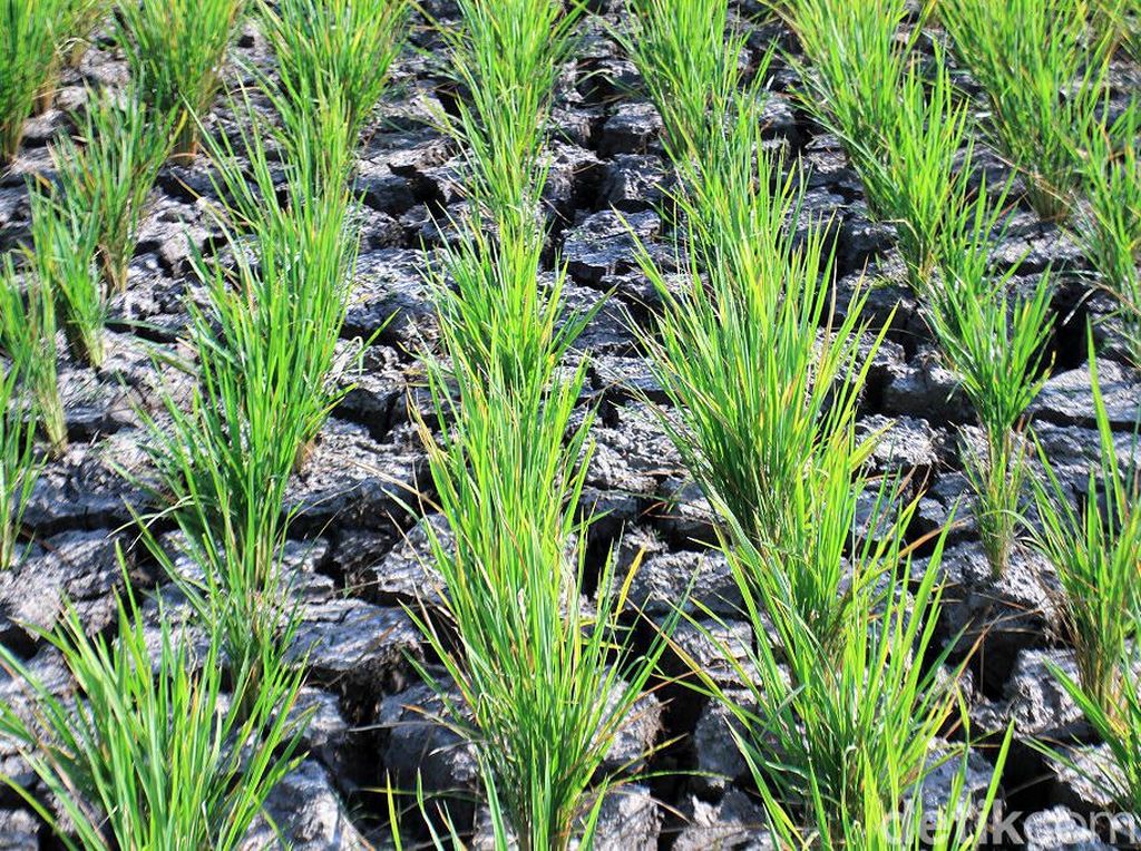 Potret Kekeringan Sawah di Kabupaten Bandung Potret Kekeringan Sawah di Kabupaten Bandung