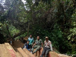100 Kubik Kayu Illegal Logging Ditemukan di Hutan Gunung Tambora