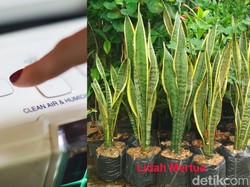 Polusi DKI Masih Tertinggi, Tanam Lidah Mertua atau Pasang Air Purifier?