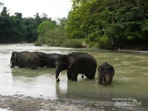 Ini Bukti Kecintaan Nicholas Saputra Pada Tangkahan