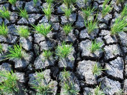 Hawa Malam-Pagi Jadi Lebih Dingin dari Biasanya, Ini Sebabnya