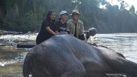 Foto Tangkahan, Tempat Nicholas Saputra Mandikan Gajah