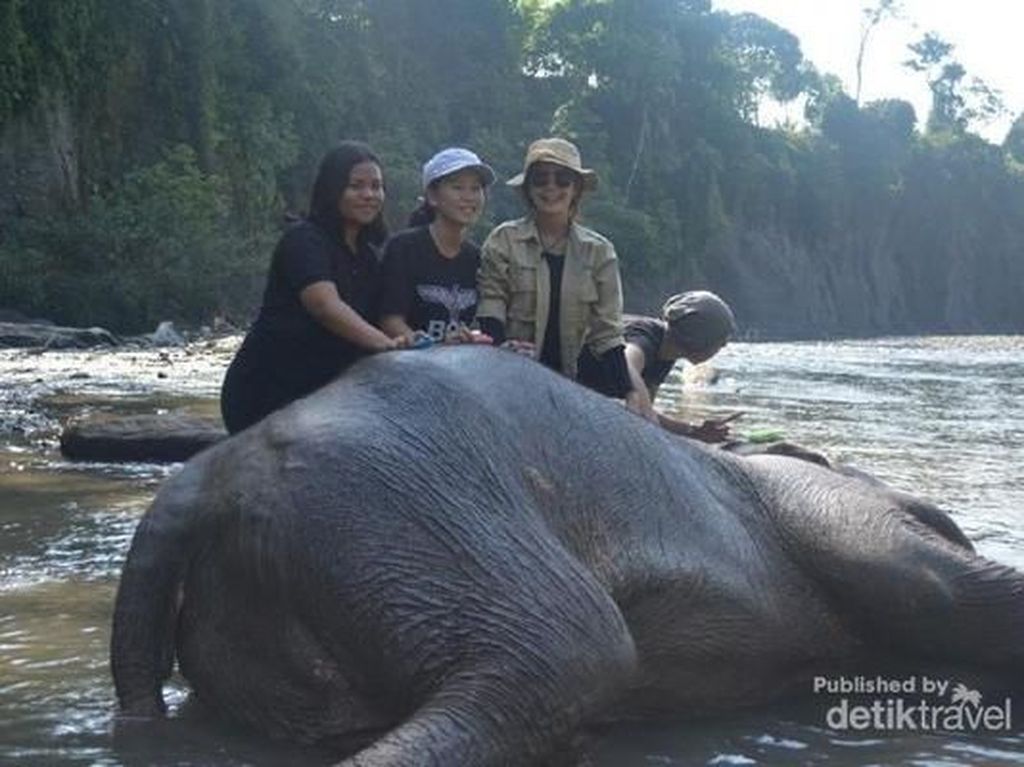 Foto Tangkahan, Tempat Nicholas Saputra Mandikan Gajah