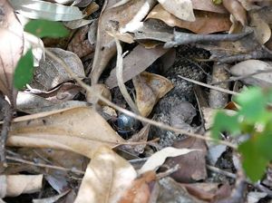 Death Adder, Ular Pendek Mematikan yang Tewaskan Brimob di Mimika