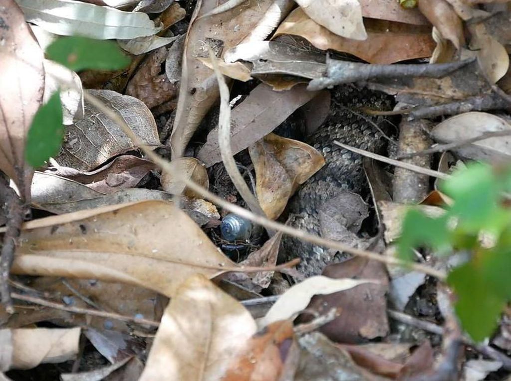 Death Adder, Ular Pendek Mematikan yang Tewaskan Brimob di Mimika Death Adder, Ular Pendek Mematikan yang Tewaskan Brimob di Mimika