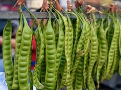 Petai Punya 5 Manfaat Sehat, Termasuk Cegah Covid-19