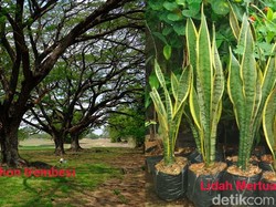 Komparasi 2 Tanaman Penangkal Polusi: Lidah Mertua Vs Trembesi