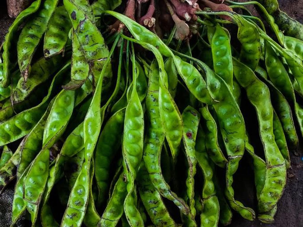10 Manfaat Petai, dari Atasi Depresi hingga Sembelit 10 Manfaat Petai, dari Atasi Depresi hingga Sembelit