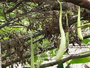 Koteka Tak Cuma Penutup Alat Vital, Tapi Juga Bisa Buat Obat