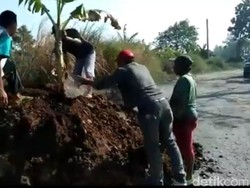 Warga Tanami Pisang Akses Jalan yang Rusak ke Agrowisata Nongkojajar
