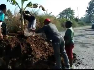 Warga Tanami Pisang Akses Jalan yang Rusak ke Agrowisata Nongkojajar Warga Tanami Pisang Akses Jalan yang Rusak ke Agrowisata Nongkojajar