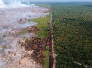 Jokowi Tebar Ancaman Copot Jabatan Aparat soal Karhutla Jokowi Tebar Ancaman Copot Jabatan Aparat soal Karhutla