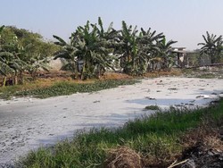 Sempat Bersih, Kali Pisang Batu Bekasi Kembali Dipenuhi Sampah dan Berbusa