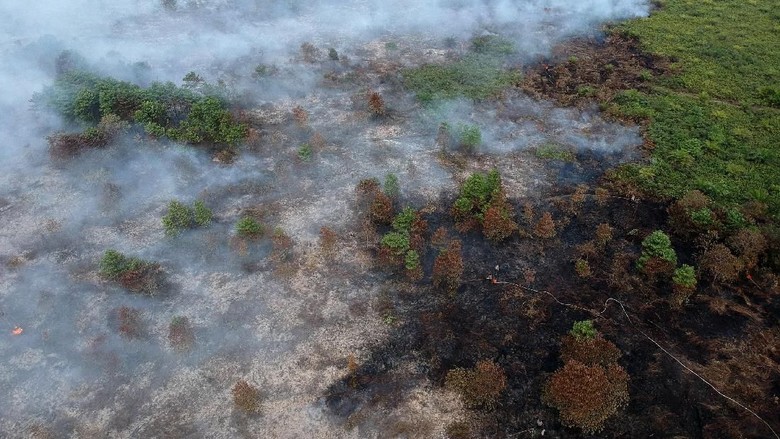 Seorang Pria di Jambi Ditangkap karena Membakar Lahan