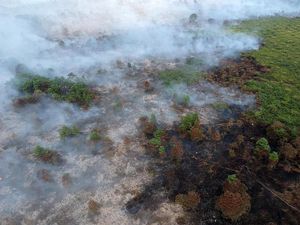 Seorang Pria di Jambi Ditangkap karena Membakar Lahan