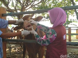 Pemkab Blitar Terjunkan 248 Pemantau Hewan Kurban Jelang Idul Adha
