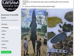 Bangkai Buaya 4,7 Meter Dibedah, Isinya Hal Tak Terduga