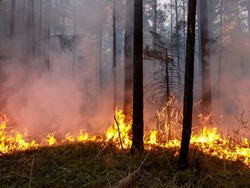 Kebakaran Kutub Utara, Apa Penyebab Kobaran Api Landa Hutan Bersalju?