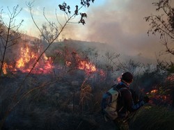 Satu Pekan, 23 Kebakaran Hutan Terjadi di Jawa Timur