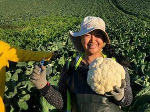 Perempuan Yogyakarta Ini Tak Gentar Jadi Petani Musim Dingin di Australia