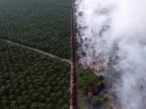 KPK Soroti Kerusakan Hutan, Negara Rugi Rp 35 Triliun Per Tahun KPK Soroti Kerusakan Hutan, Negara Rugi Rp 35 Triliun Per Tahun
