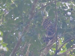 Heboh Macan Tutul Bertengger di Pohon Perkebunan Warga Tasik